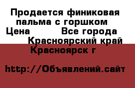 Продается финиковая пальма с горшком › Цена ­ 600 - Все города  »    . Красноярский край,Красноярск г.